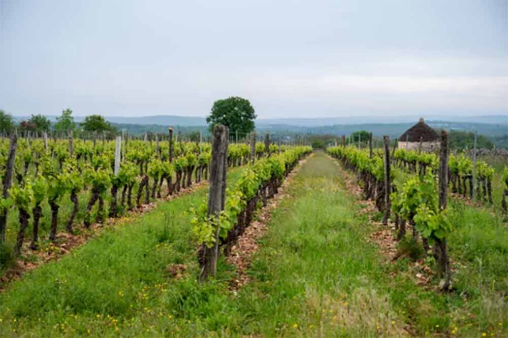 Vignobles de Bergerac et Cahors